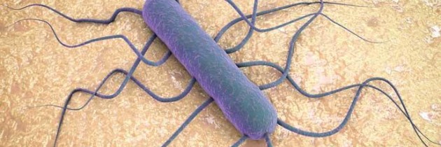 ¿Qué es la listeria y qué está pasando?